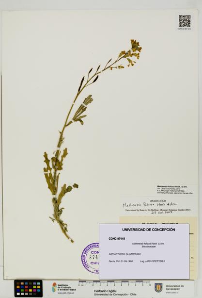 Mathewsia foliosa [Espécimen: UDEC:CONC:0087415]