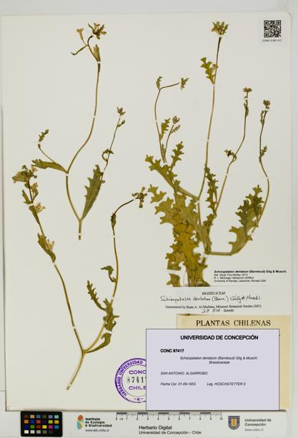 Schizopetalon dentatum [Espécimen: UDEC:CONC:0087417]