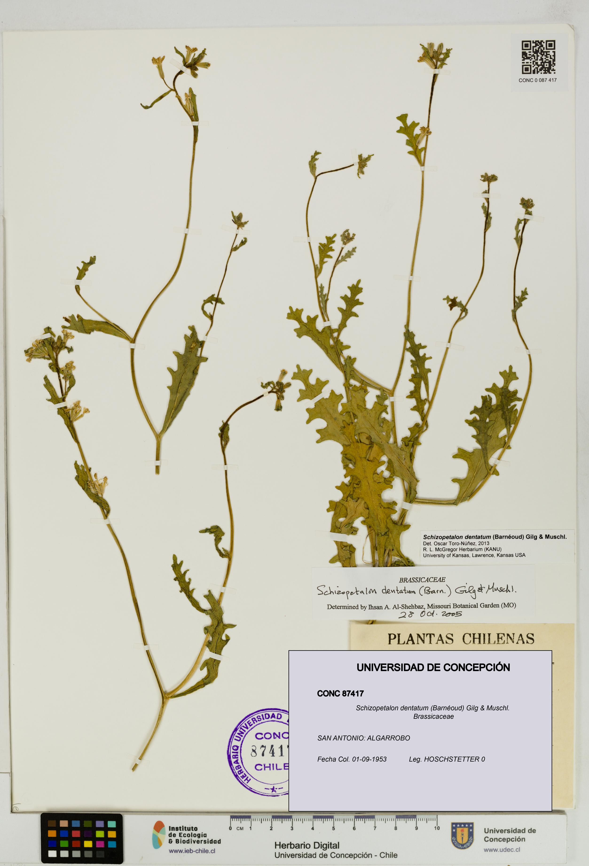 Schizopetalon dentatum [Espécimen: UDEC:CONC:0087417]