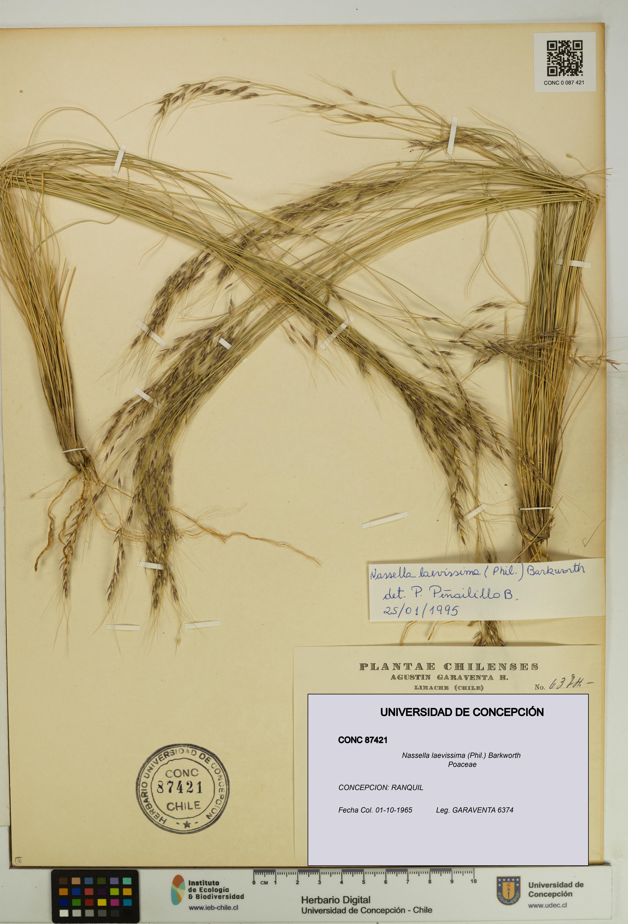 Nassella laevissima [Espécimen: UDEC:CONC:0087421]