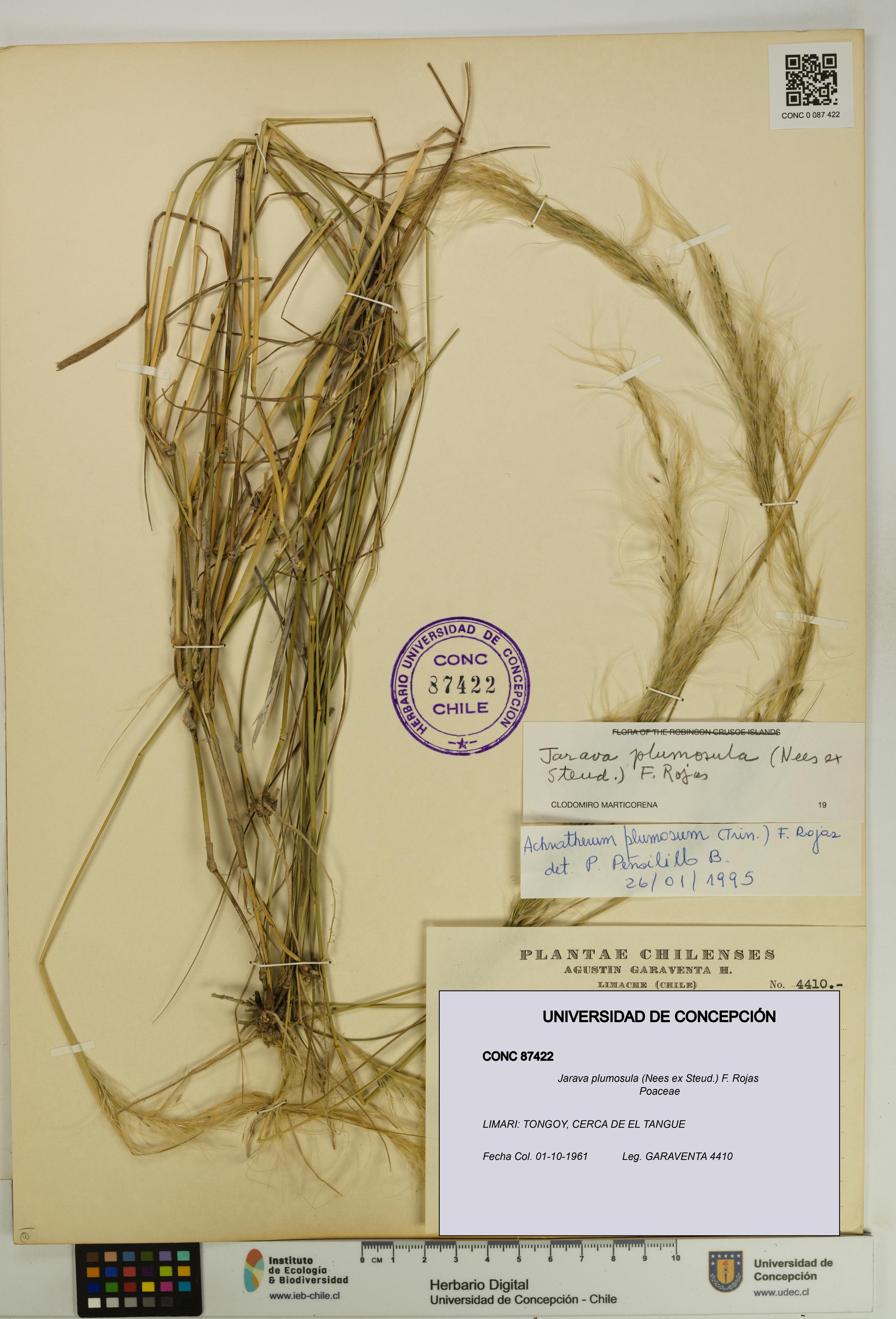Jarava plumosula [Espécimen: UDEC:CONC:0087422]