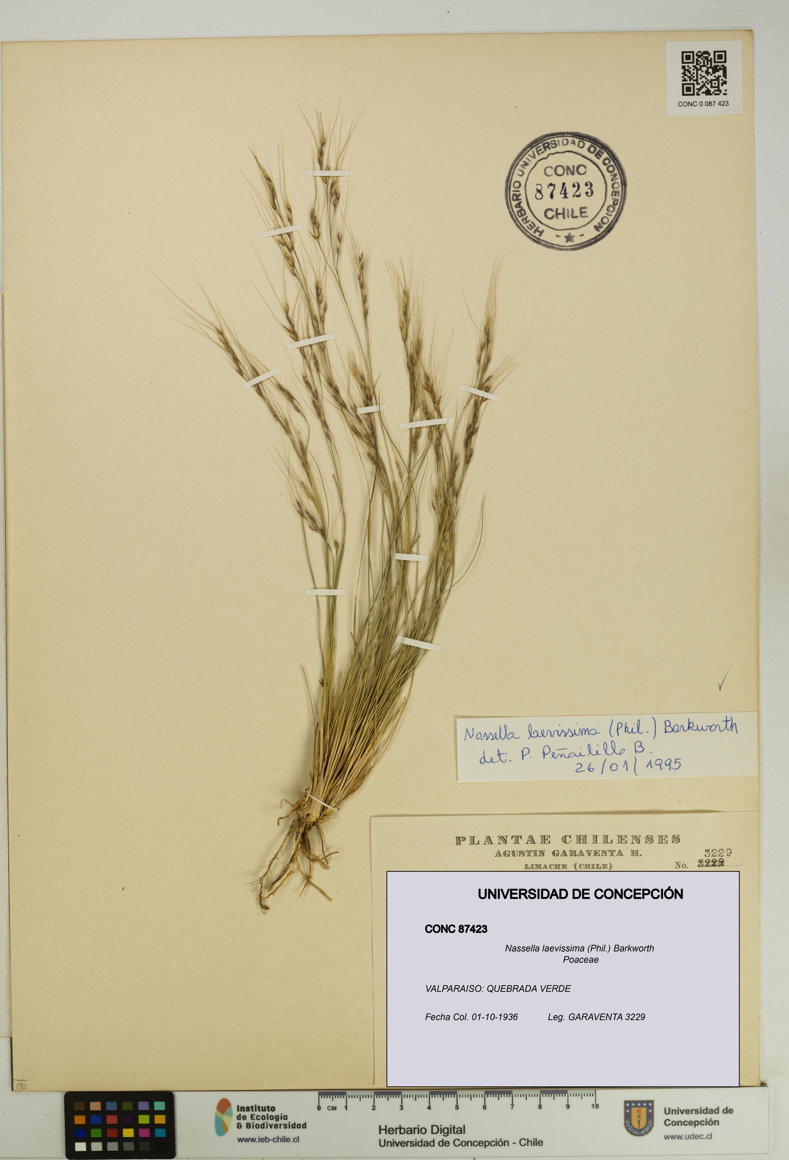 Nassella laevissima [Espécimen: UDEC:CONC:0087423]