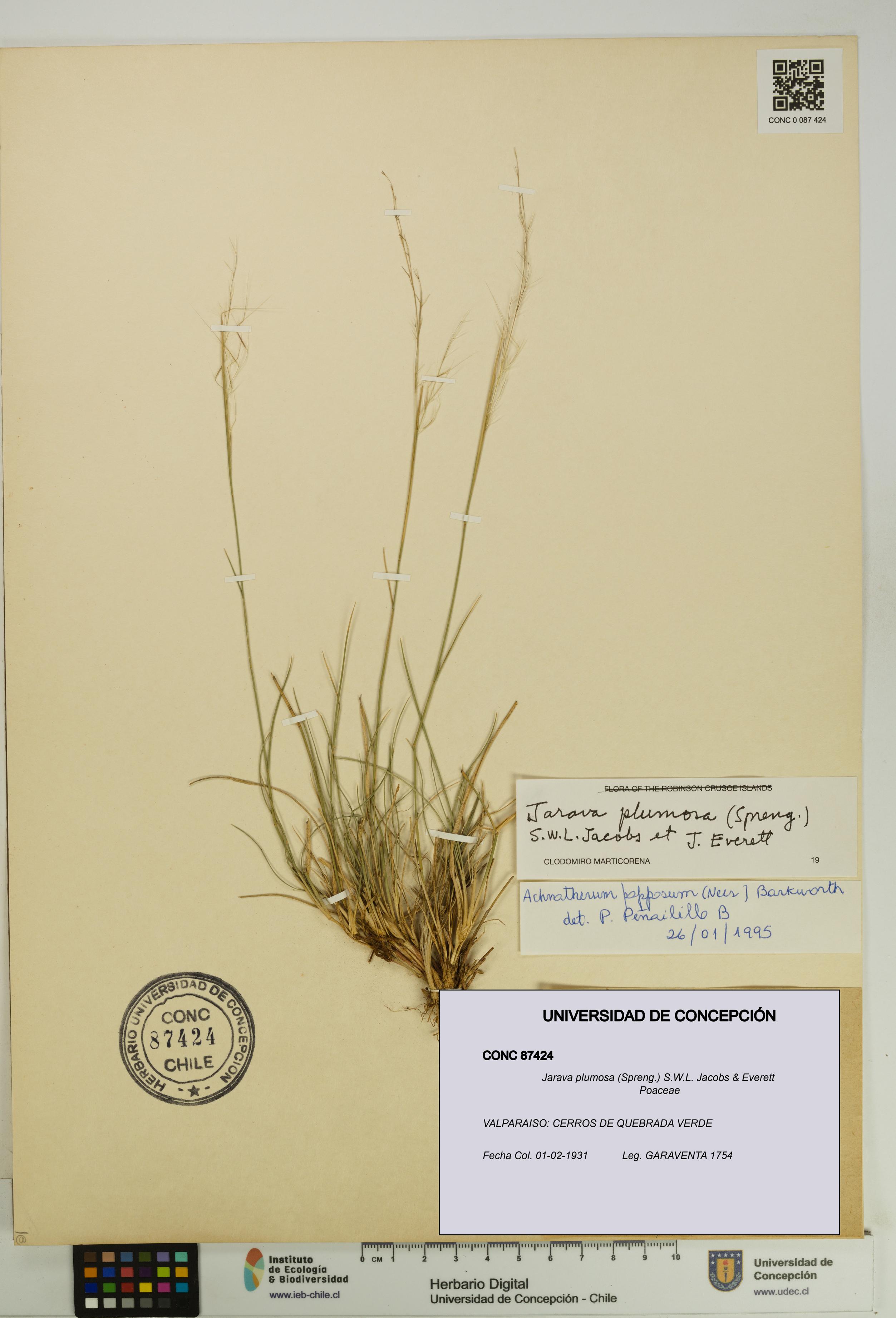 Jarava plumosa [Espécimen: UDEC:CONC:0087424]