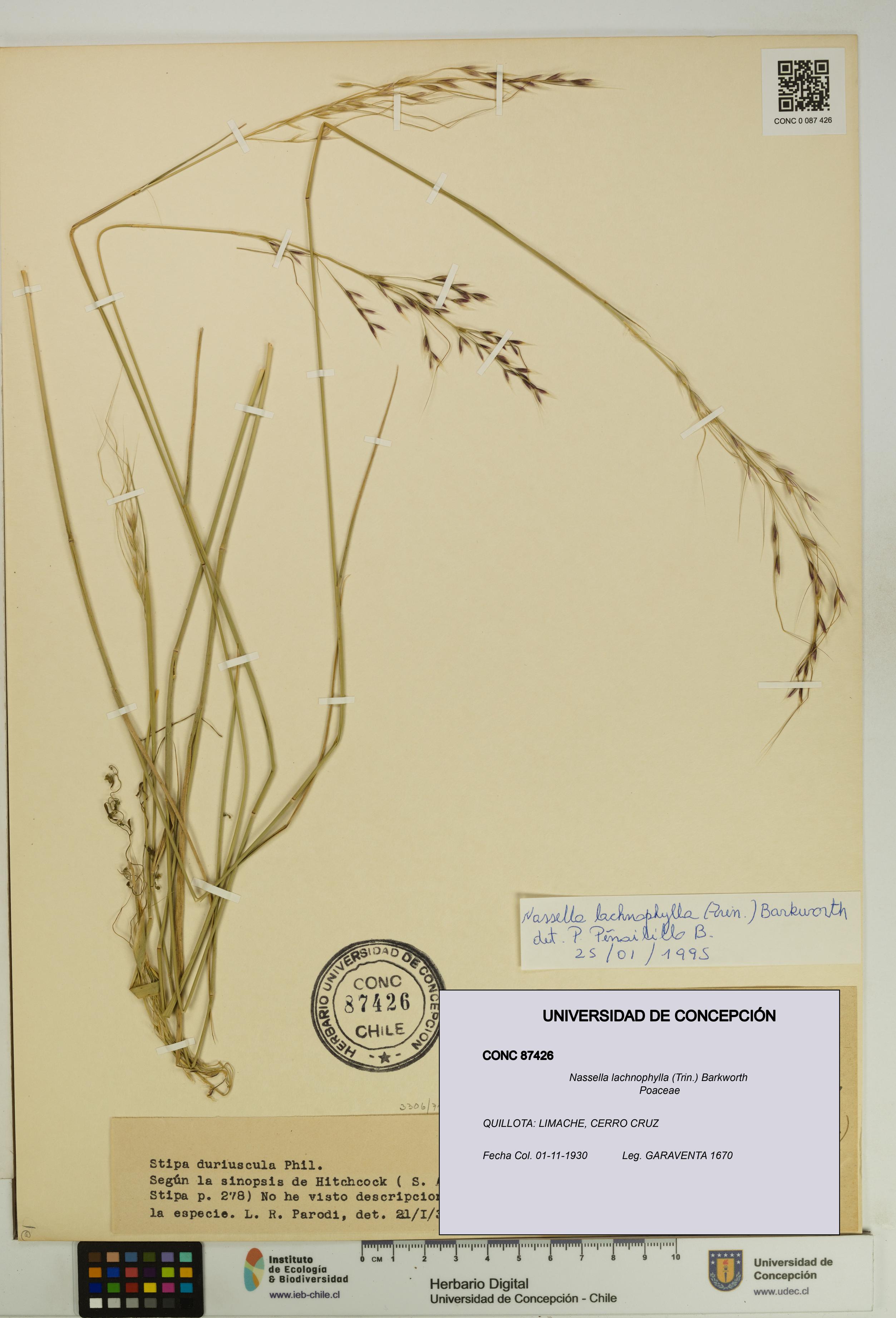 Nassella lachnophylla [Espécimen: UDEC:CONC:0087426]