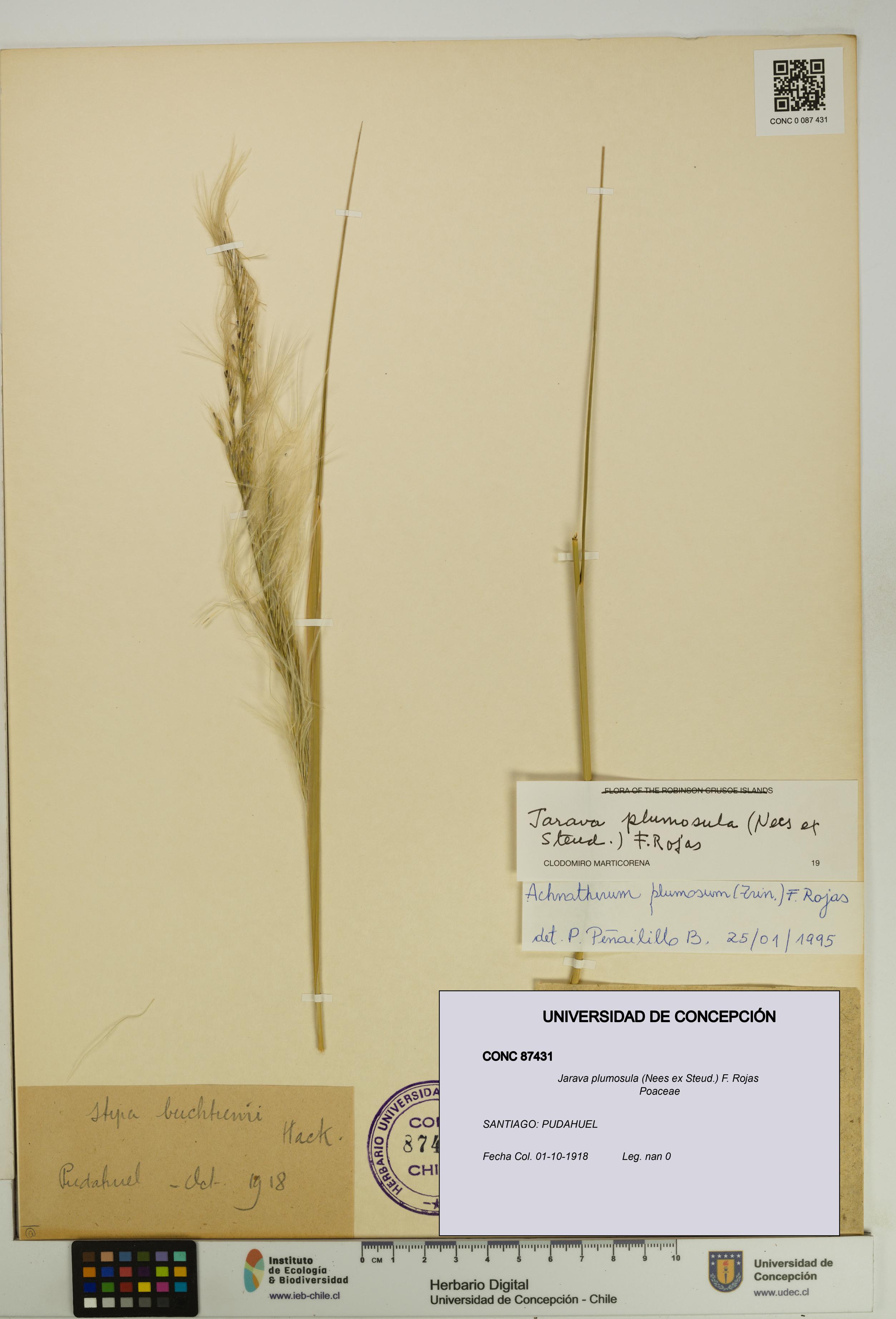 Jarava plumosula [Espécimen: UDEC:CONC:0087431]