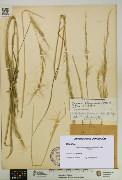 Jarava plumosula [Espécimen: UDEC:CONC:0087436]