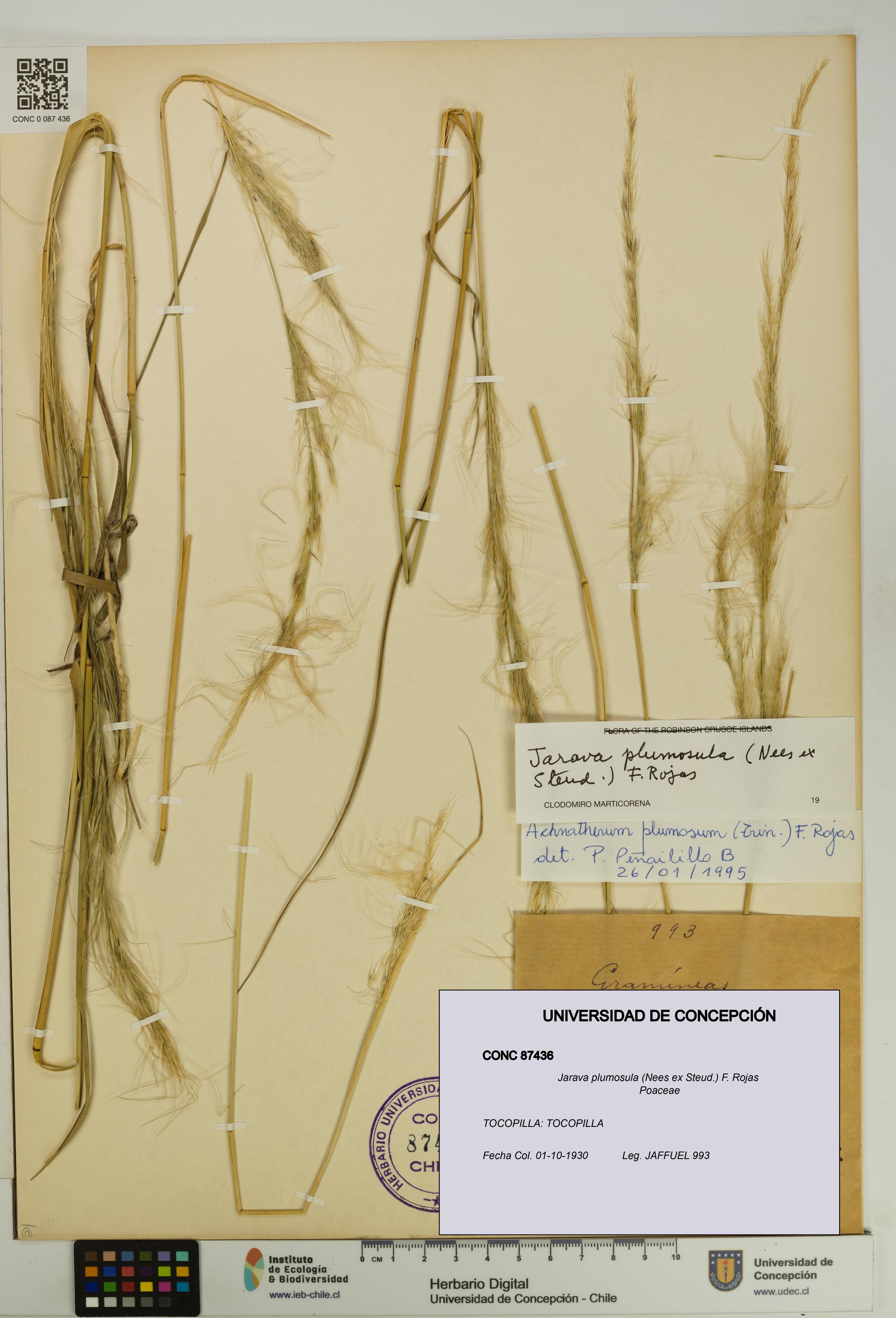 Jarava plumosula [Espécimen: UDEC:CONC:0087436]