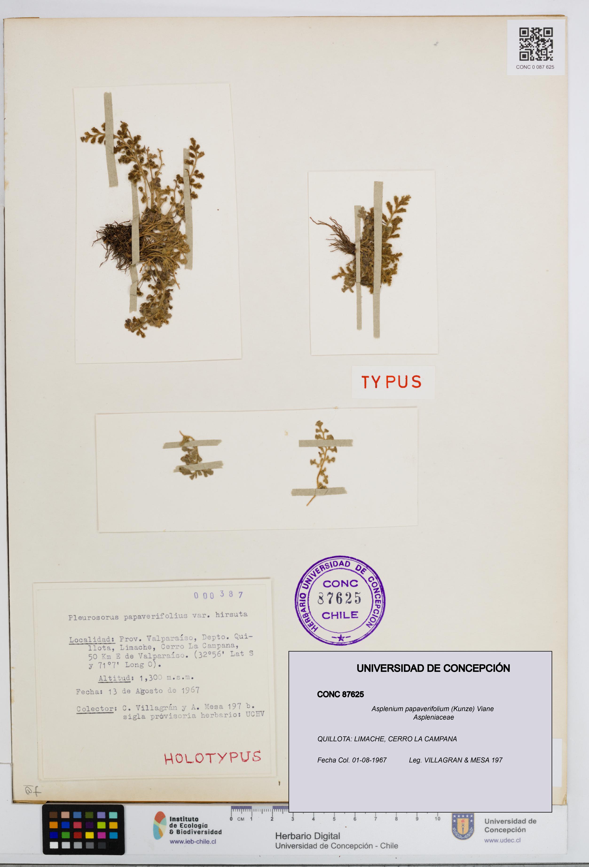 Asplenium papaverifolium [Espécimen: UDEC:CONC:0087625]
