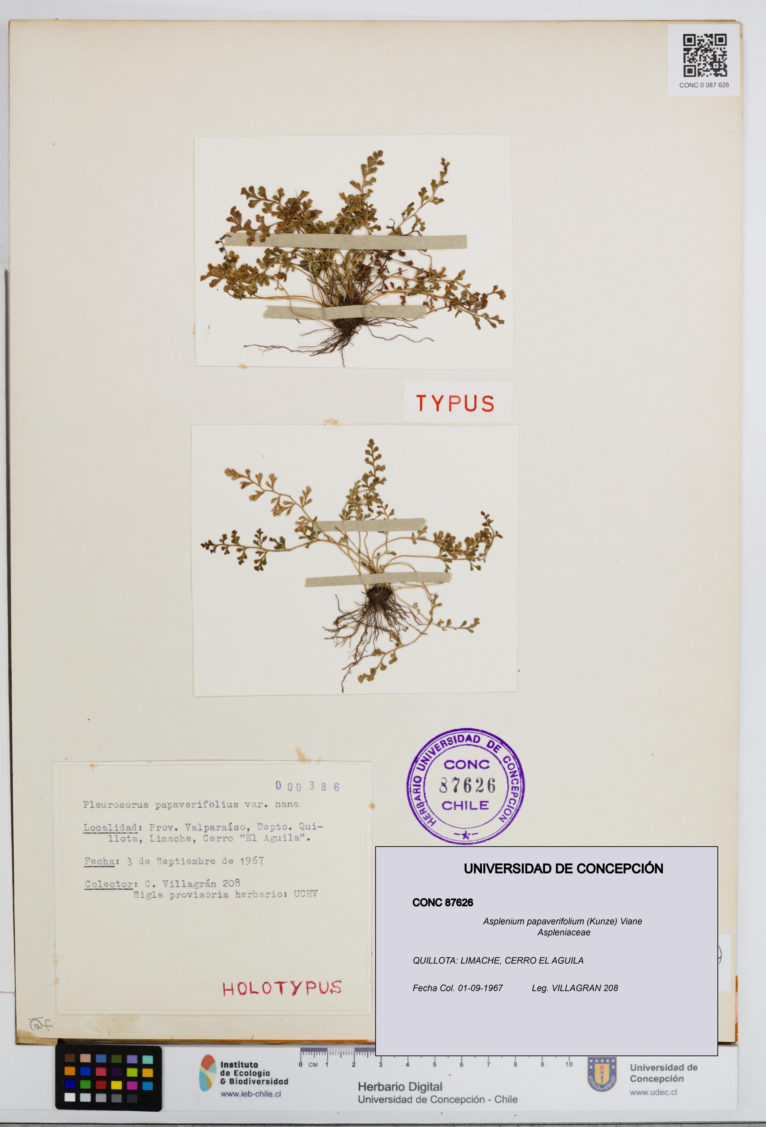 Asplenium papaverifolium [Espécimen: UDEC:CONC:0087626]