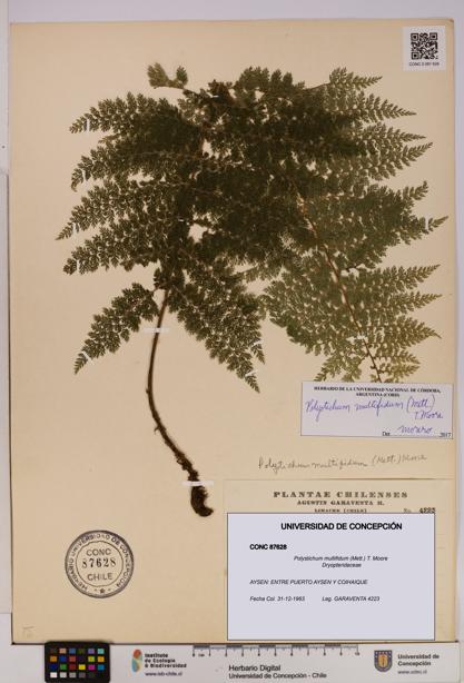 Polystichum multifidum [Espécimen: UDEC:CONC:0087628]
