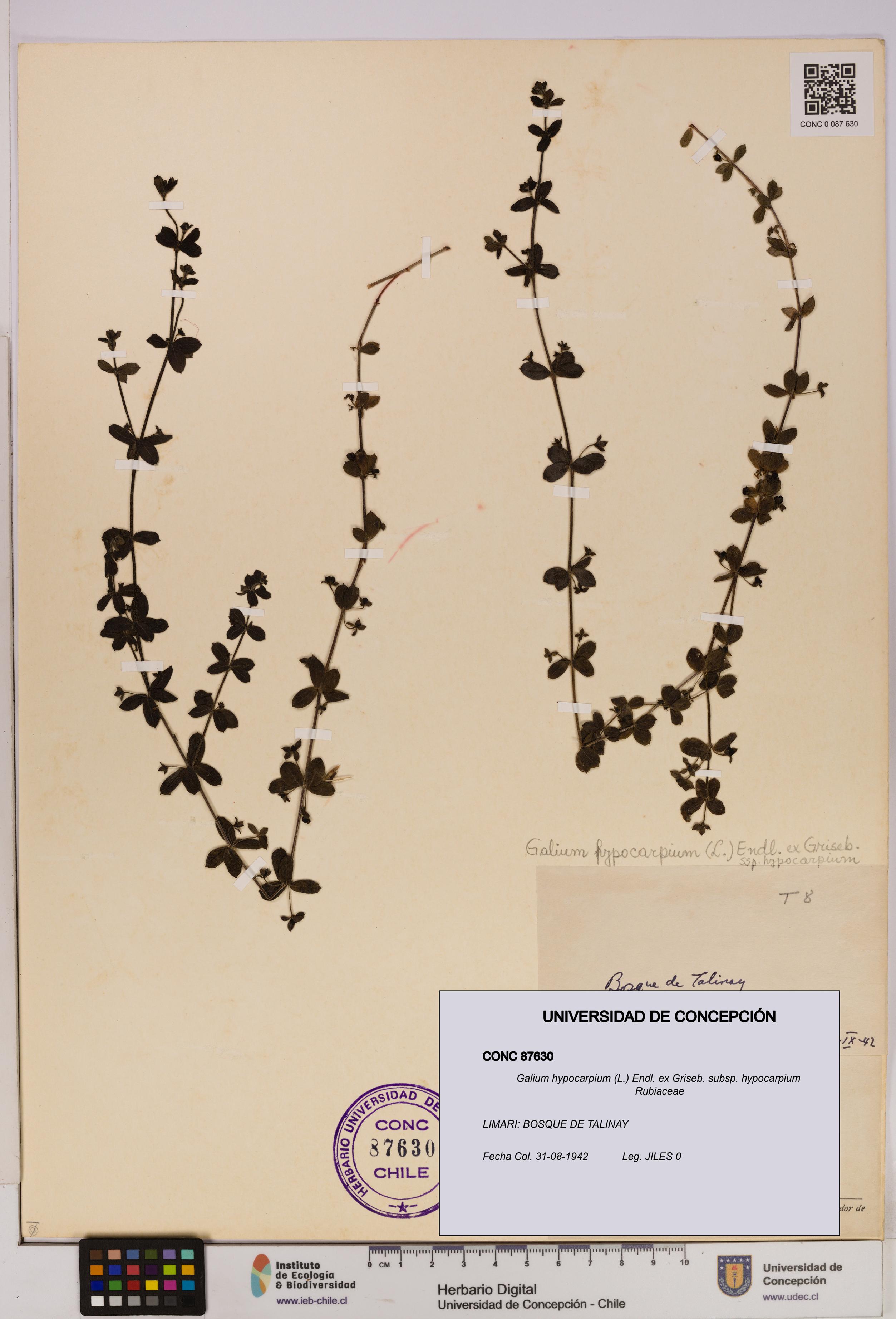 Galium hypocarpium subsp. hypocarpium [Espécimen: UDEC:CONC:0087630]