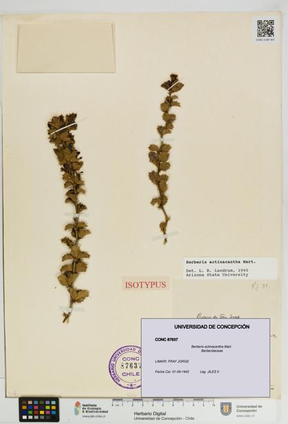 Berberis actinacantha [Espécimen: UDEC:CONC:0087637]