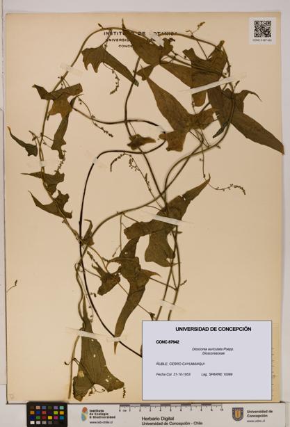 Dioscorea auriculata [Espécimen: ]