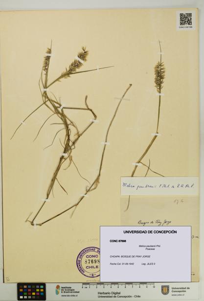 Melica paulsenii [Espécimen: UDEC:CONC:0087698]