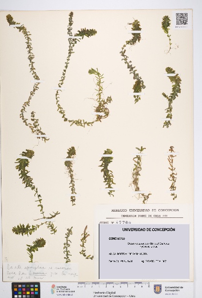 Elodea potamogeton [Espécimen: UDEC:CONC:0087700]