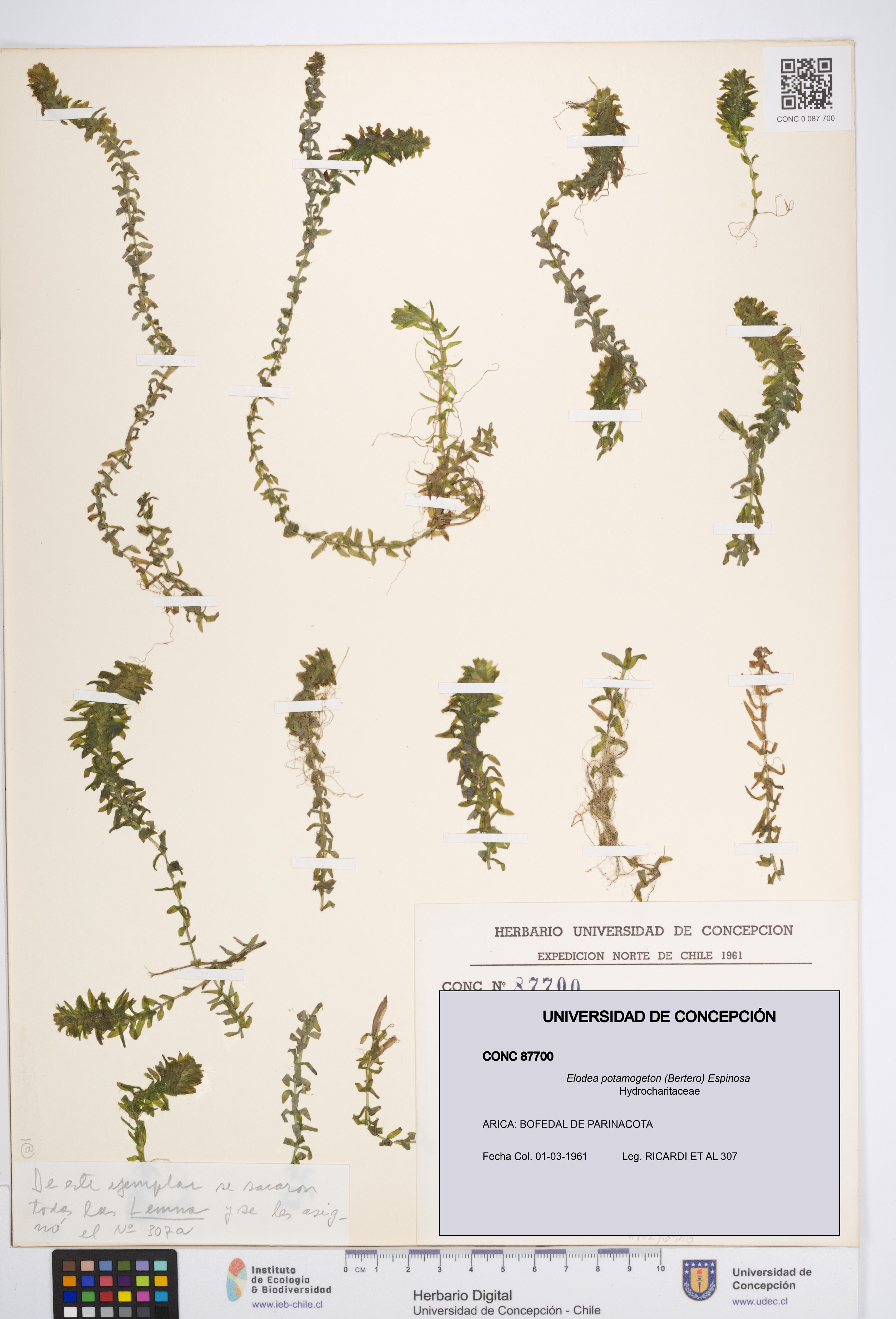 Elodea potamogeton [Espécimen: UDEC:CONC:0087700]