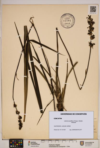 Libertia sessiliflora [Espécimen: ]