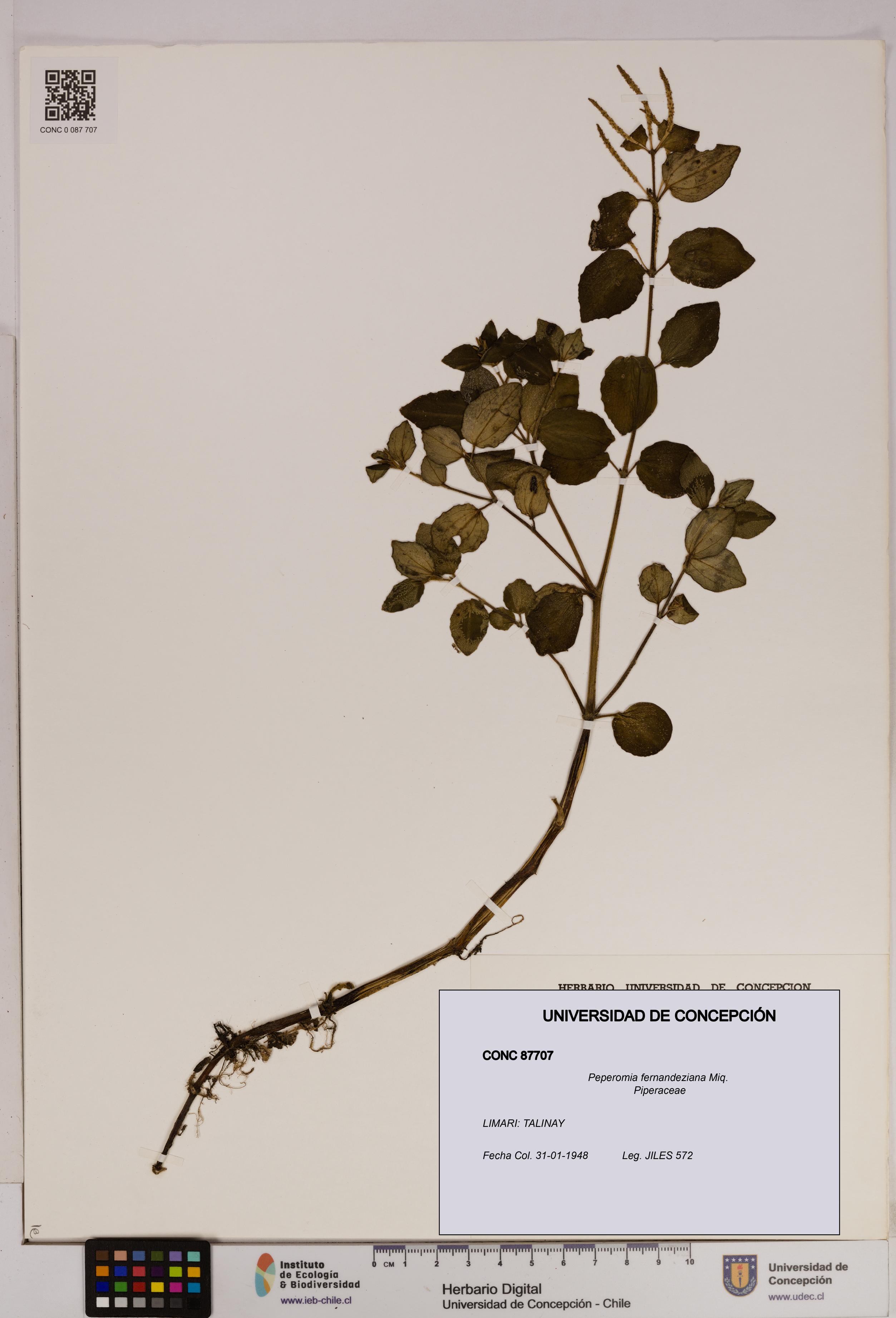 Peperomia fernandeziana [Espécimen: UDEC:CONC:0087707]