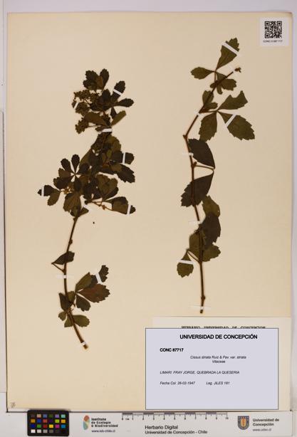 Cissus striata var. striata [Espécimen: UDEC:CONC:0087717]