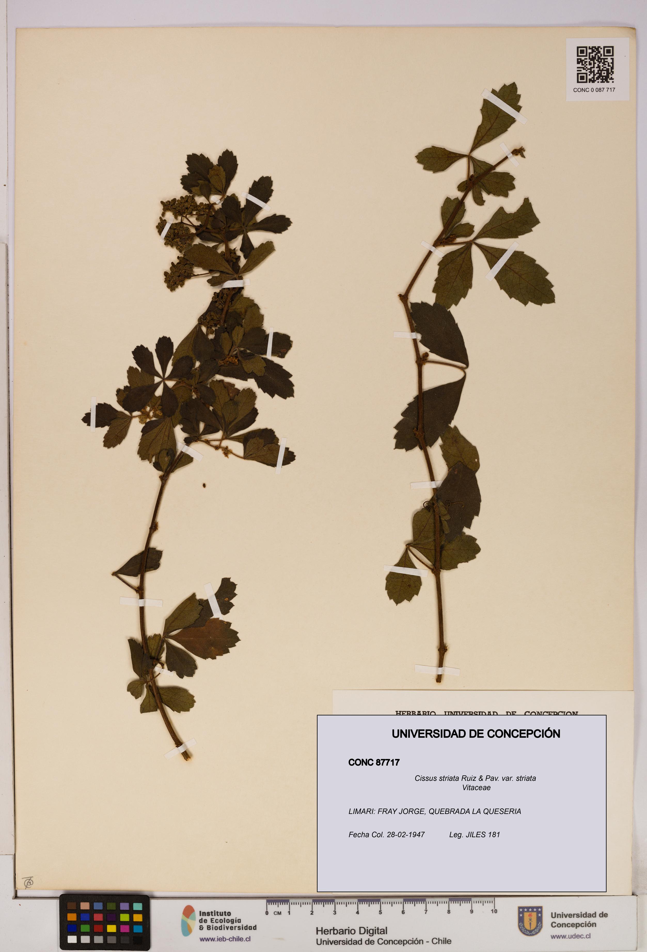 Cissus striata var. striata [Espécimen: UDEC:CONC:0087717]