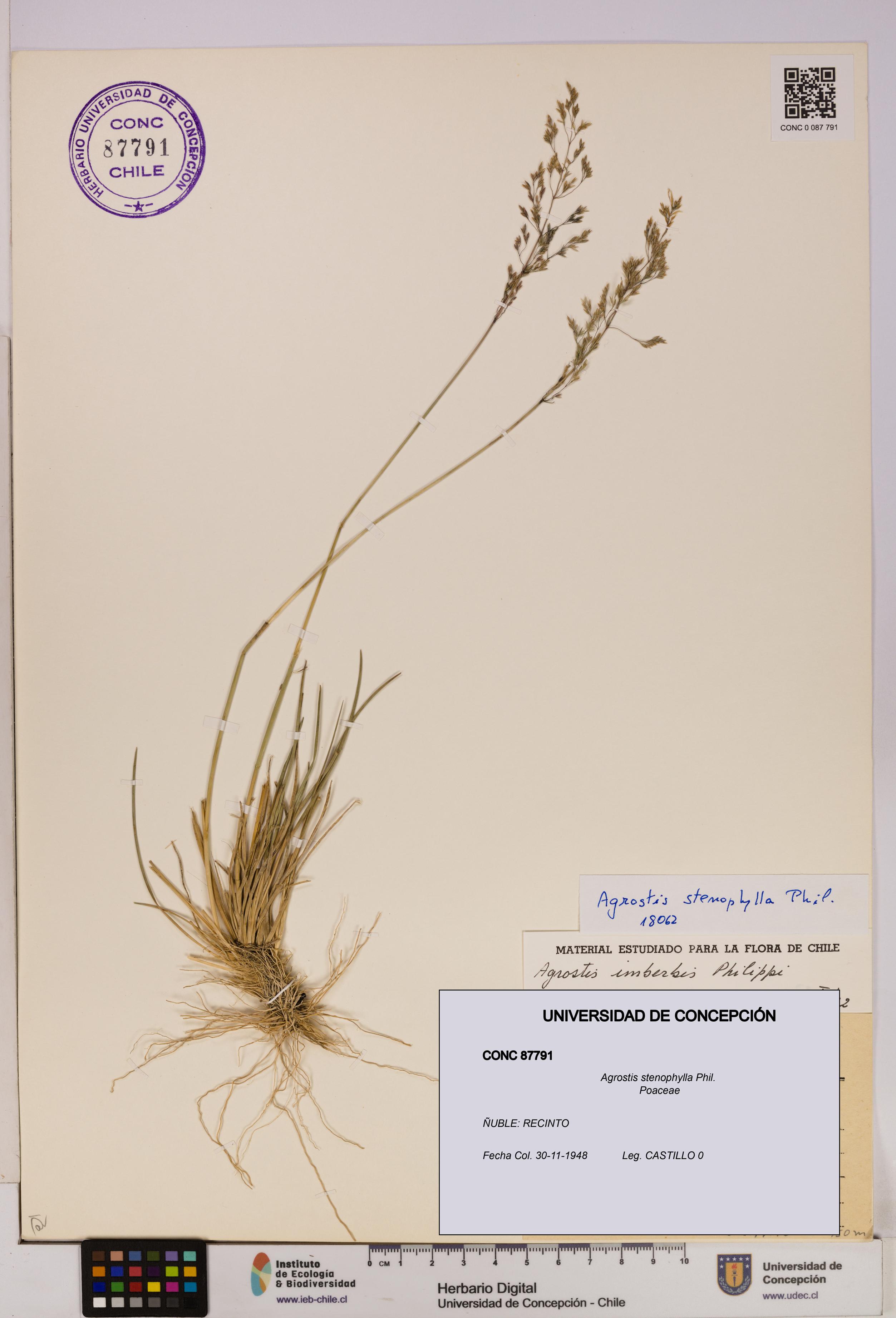 Agrostis stenophylla [Espécimen: UDEC:CONC:0087791]