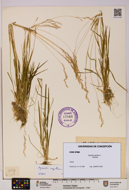 Agrostis capillaris [Espécimen: UDEC:CONC:0087866]