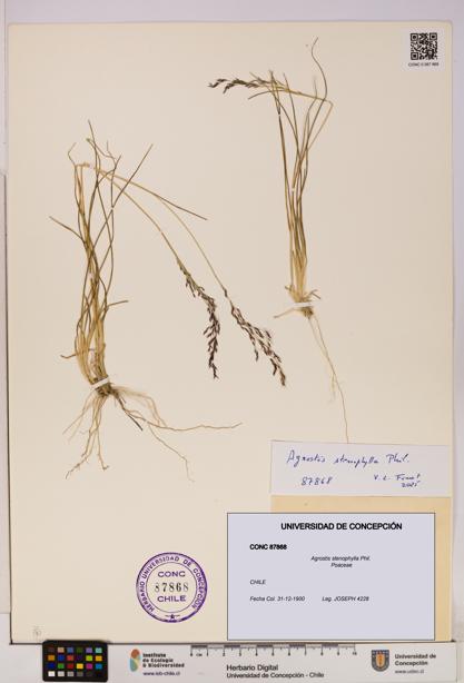 Agrostis stenophylla [Espécimen: UDEC:CONC:0087868]