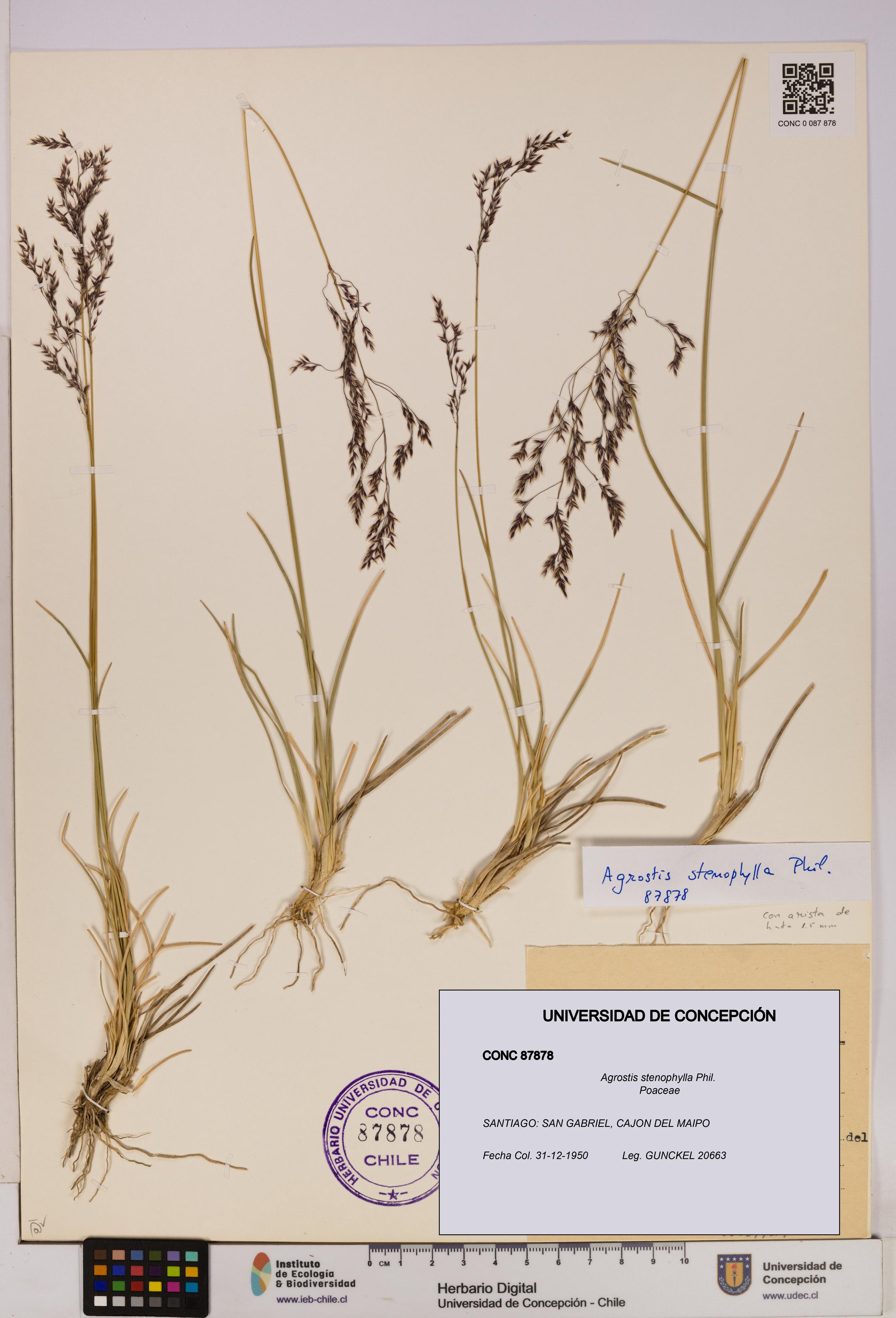 Agrostis stenophylla [Espécimen: UDEC:CONC:0087878]