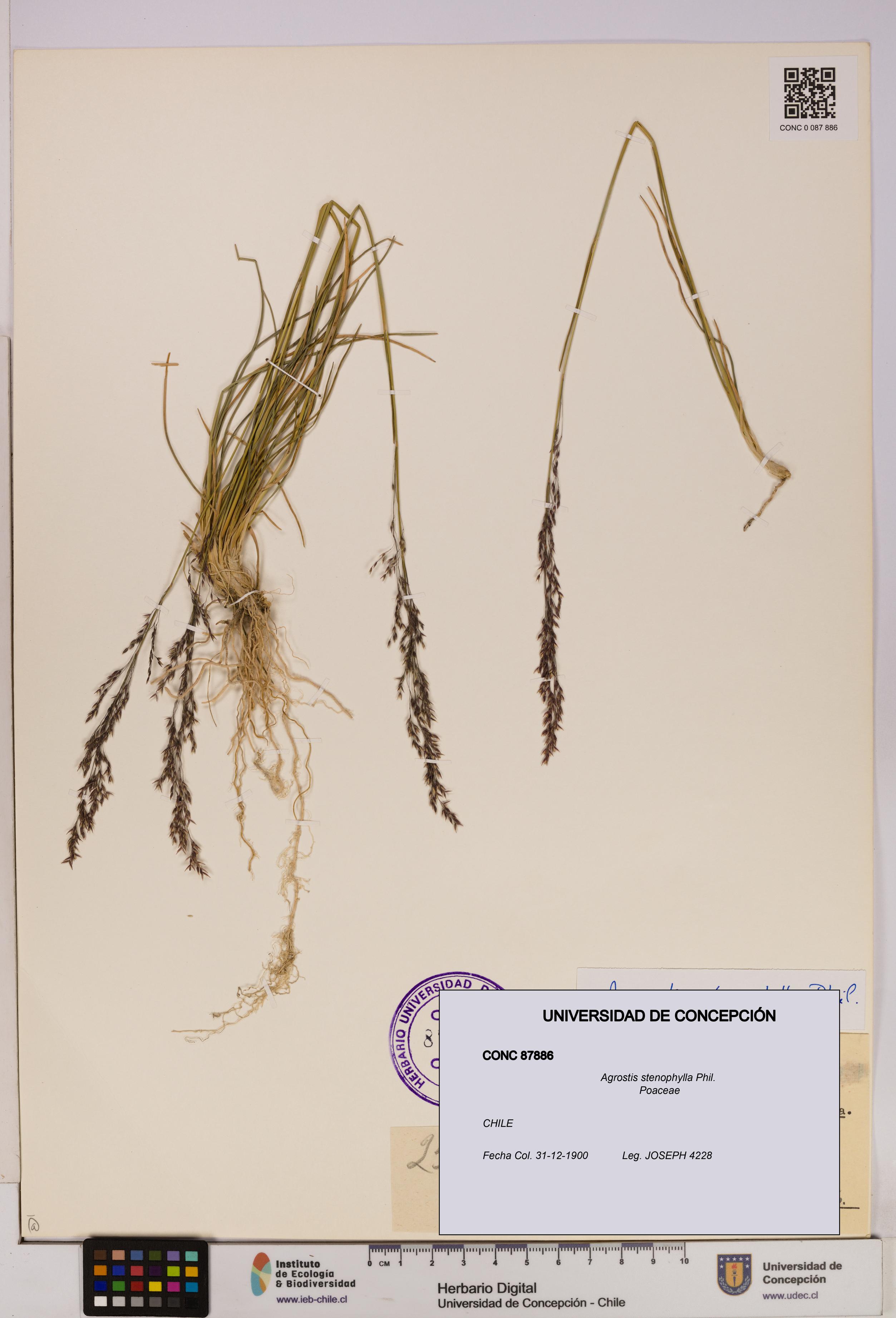 Agrostis stenophylla [Espécimen: UDEC:CONC:0087886]