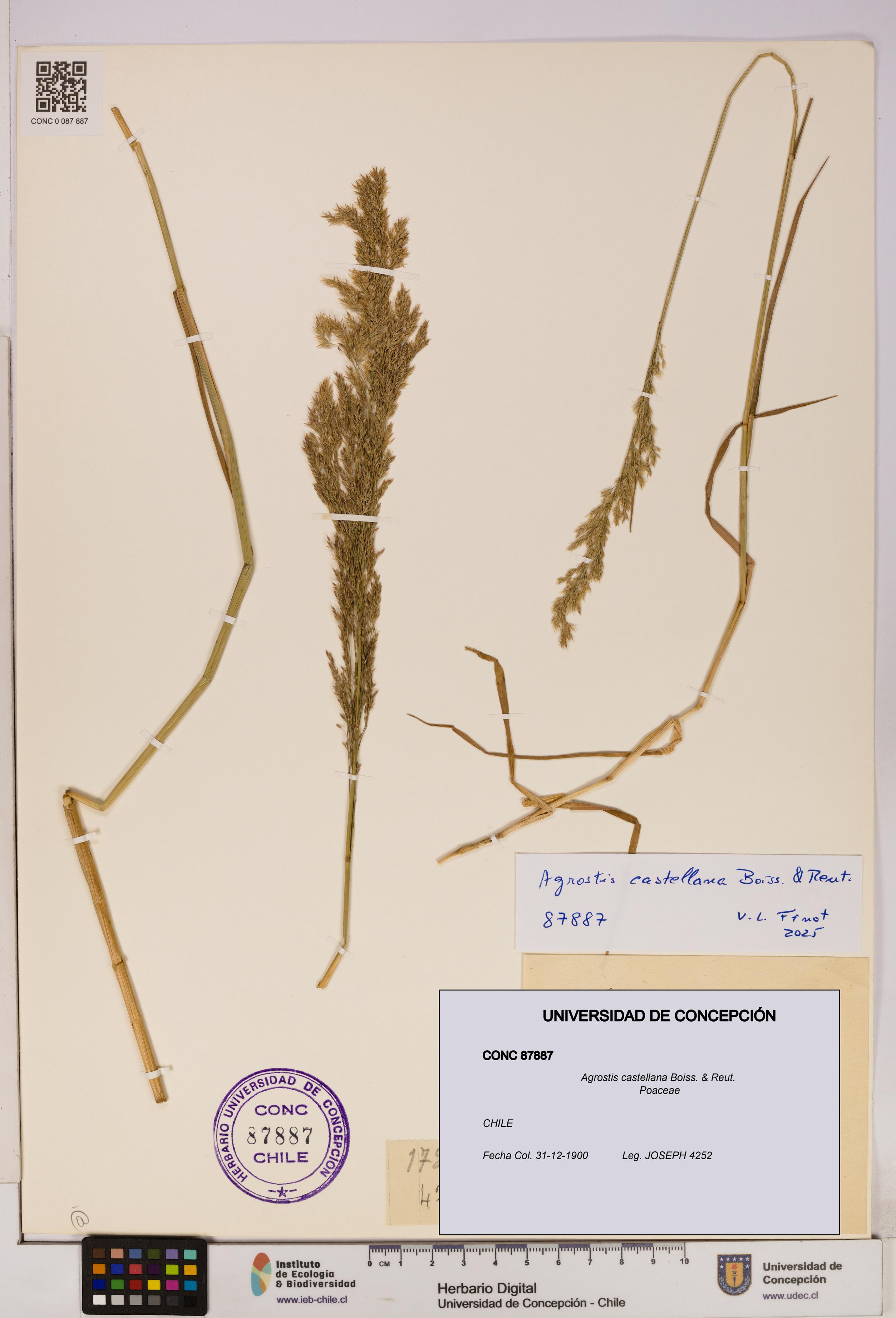 Agrostis castellana [Espécimen: UDEC:CONC:0087887]