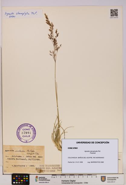 Agrostis stenophylla [Espécimen: UDEC:CONC:0087901]
