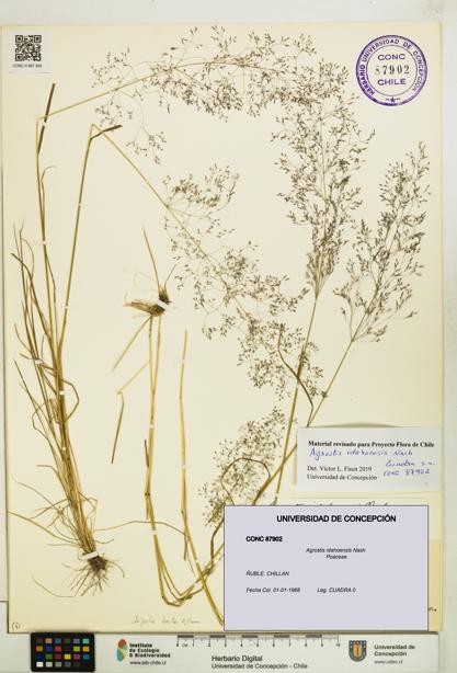 Agrostis idahoensis [Espécimen: UDEC:CONC:0087902]