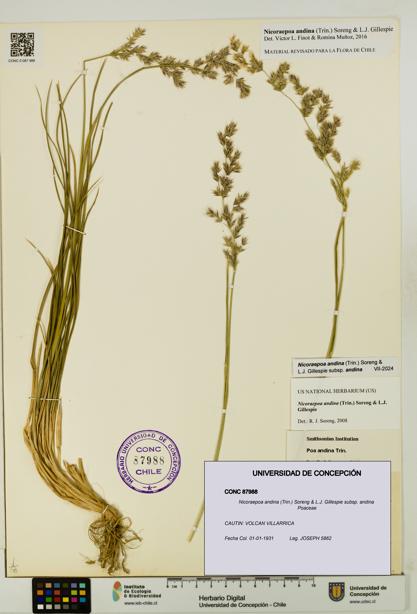 Nicoraepoa andina subsp. andina [Espécimen: UDEC:CONC:0087988]