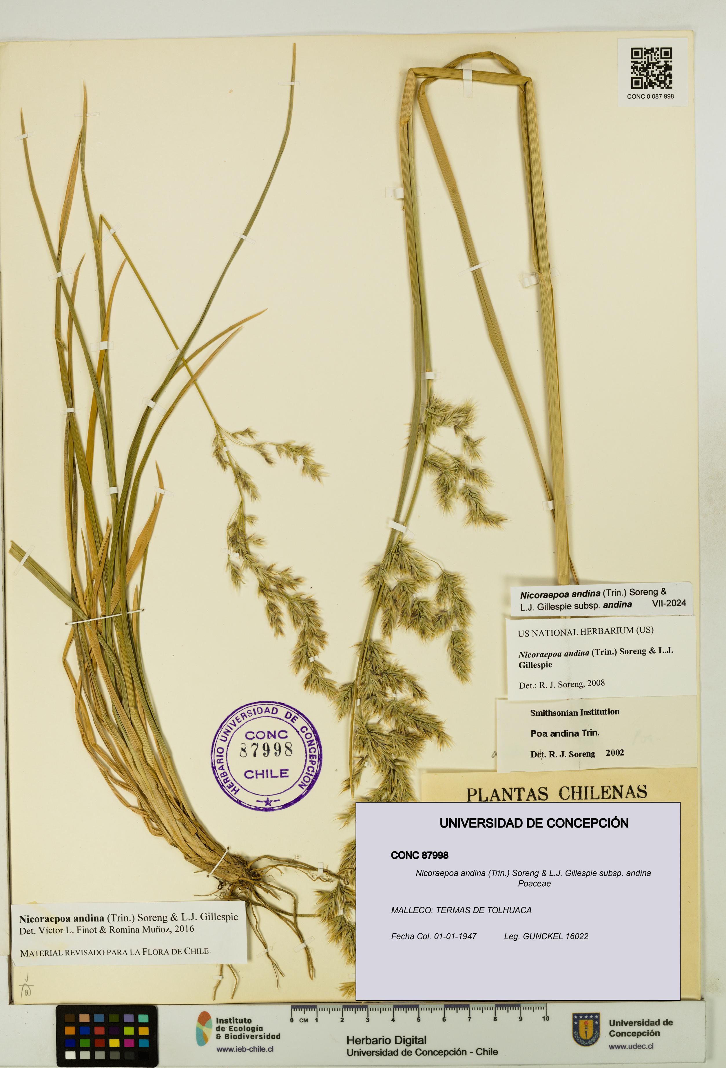 Nicoraepoa andina subsp. andina [Espécimen: UDEC:CONC:0087998]