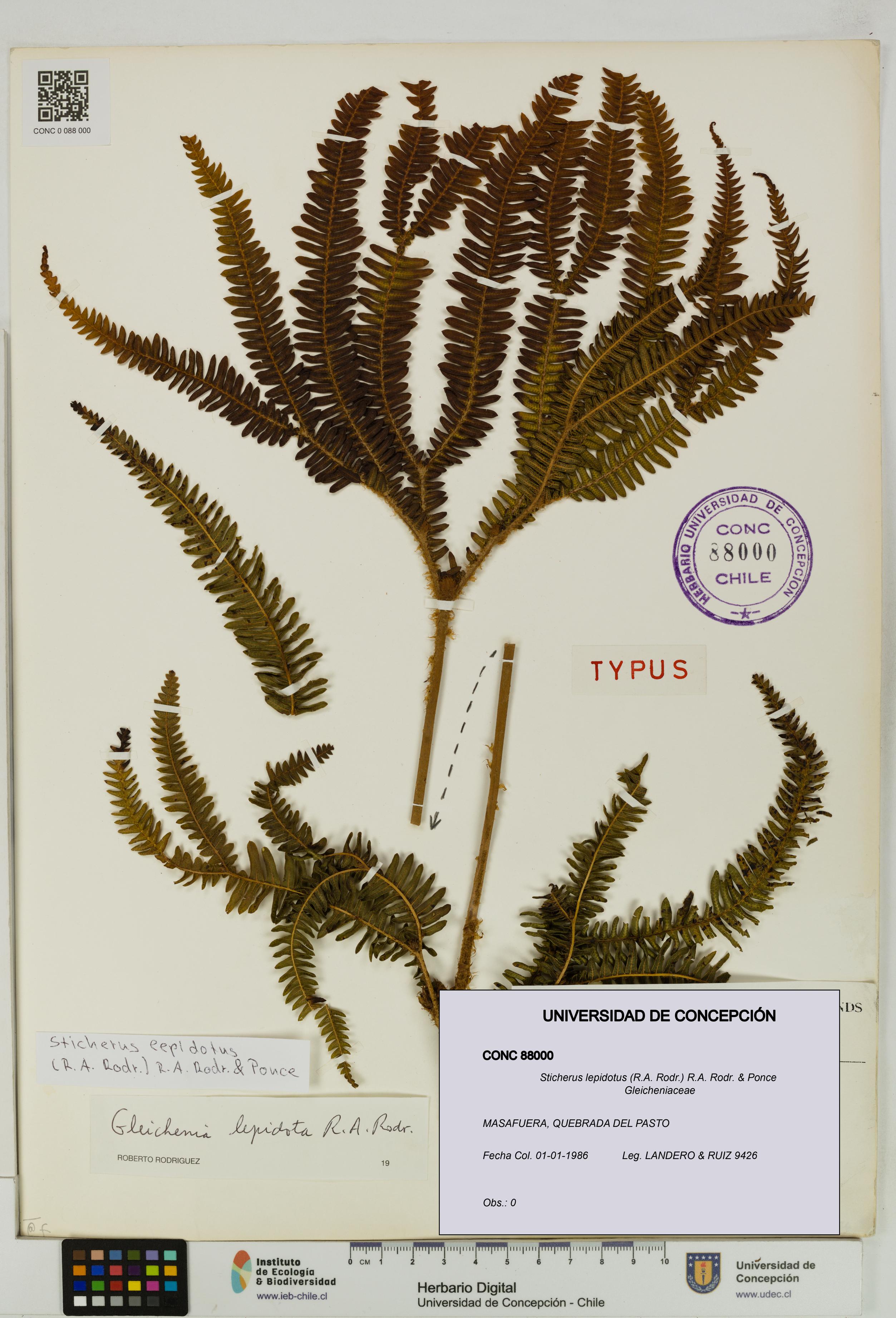 Sticherus lepidotus [Espécimen: UDEC:CONC:0088000]