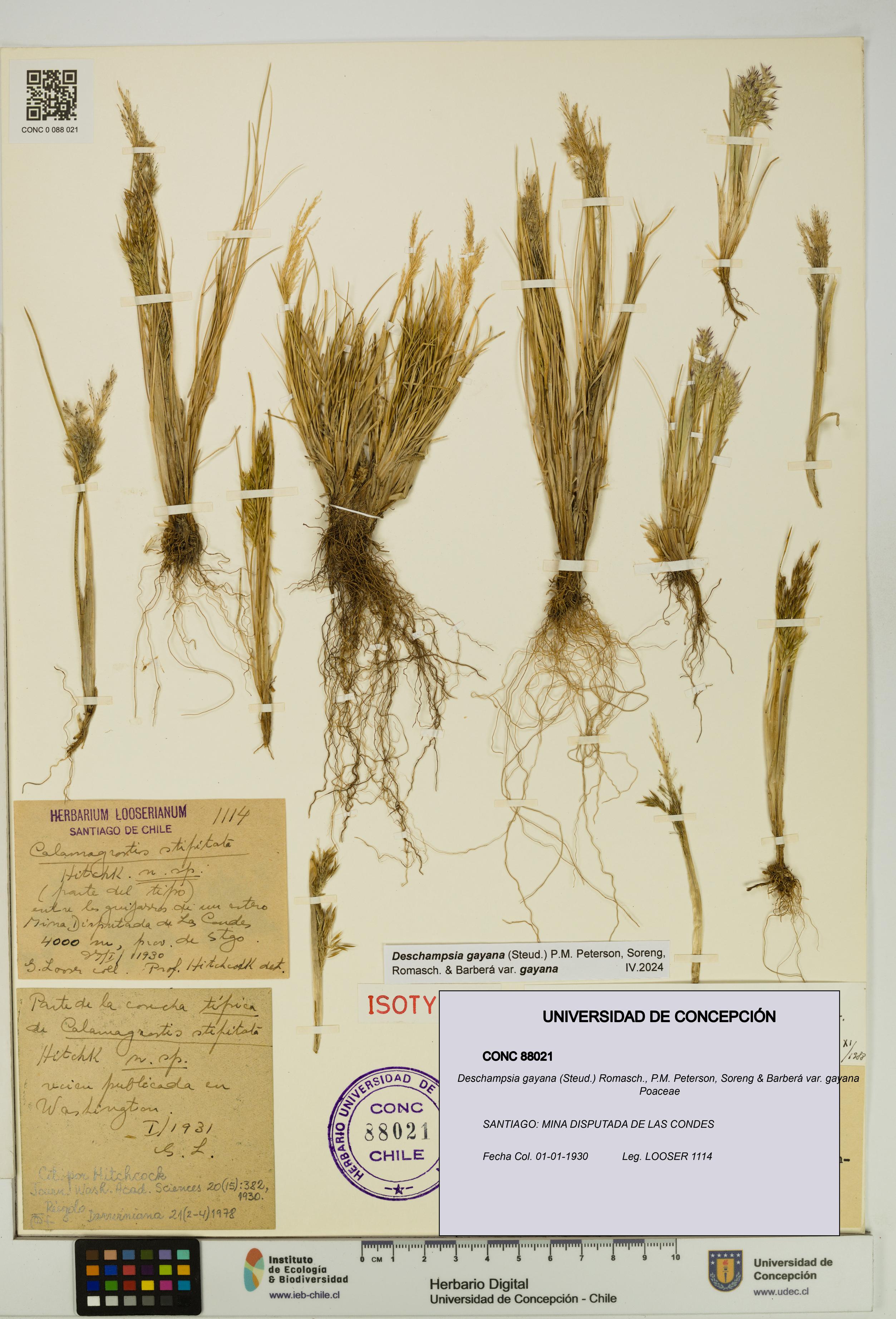 Deschampsia gayana var. gayana [Espécimen: UDEC:CONC:0088021]
