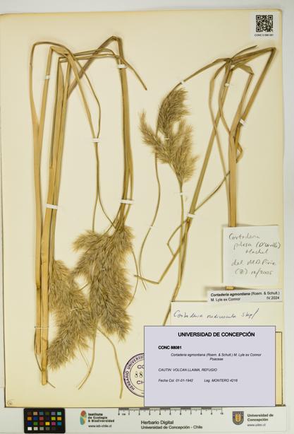 Cortaderia egmontiana [Espécimen: UDEC:CONC:0088081]