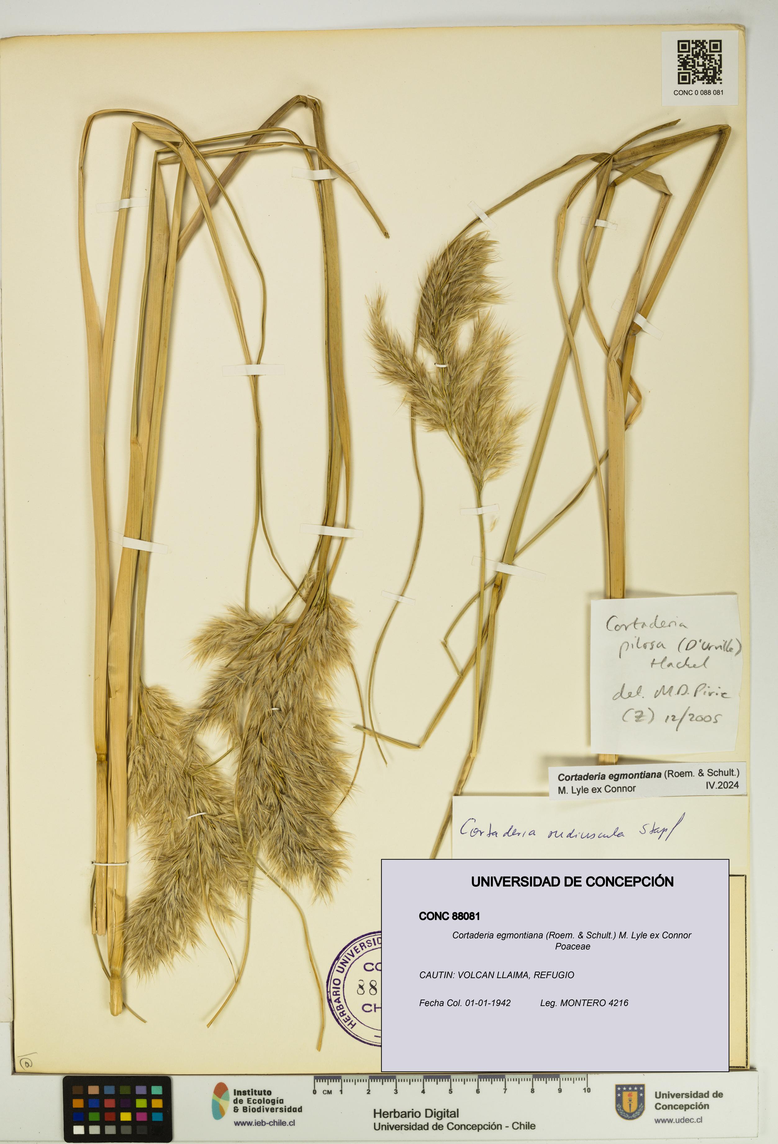 Cortaderia egmontiana [Espécimen: UDEC:CONC:0088081]