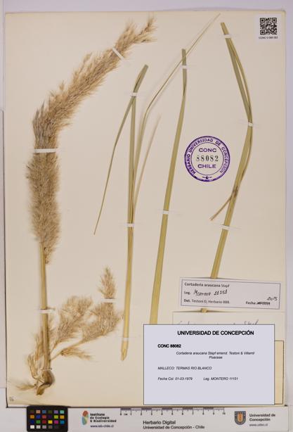 Cortaderia araucana [Espécimen: UDEC:CONC:0088082]