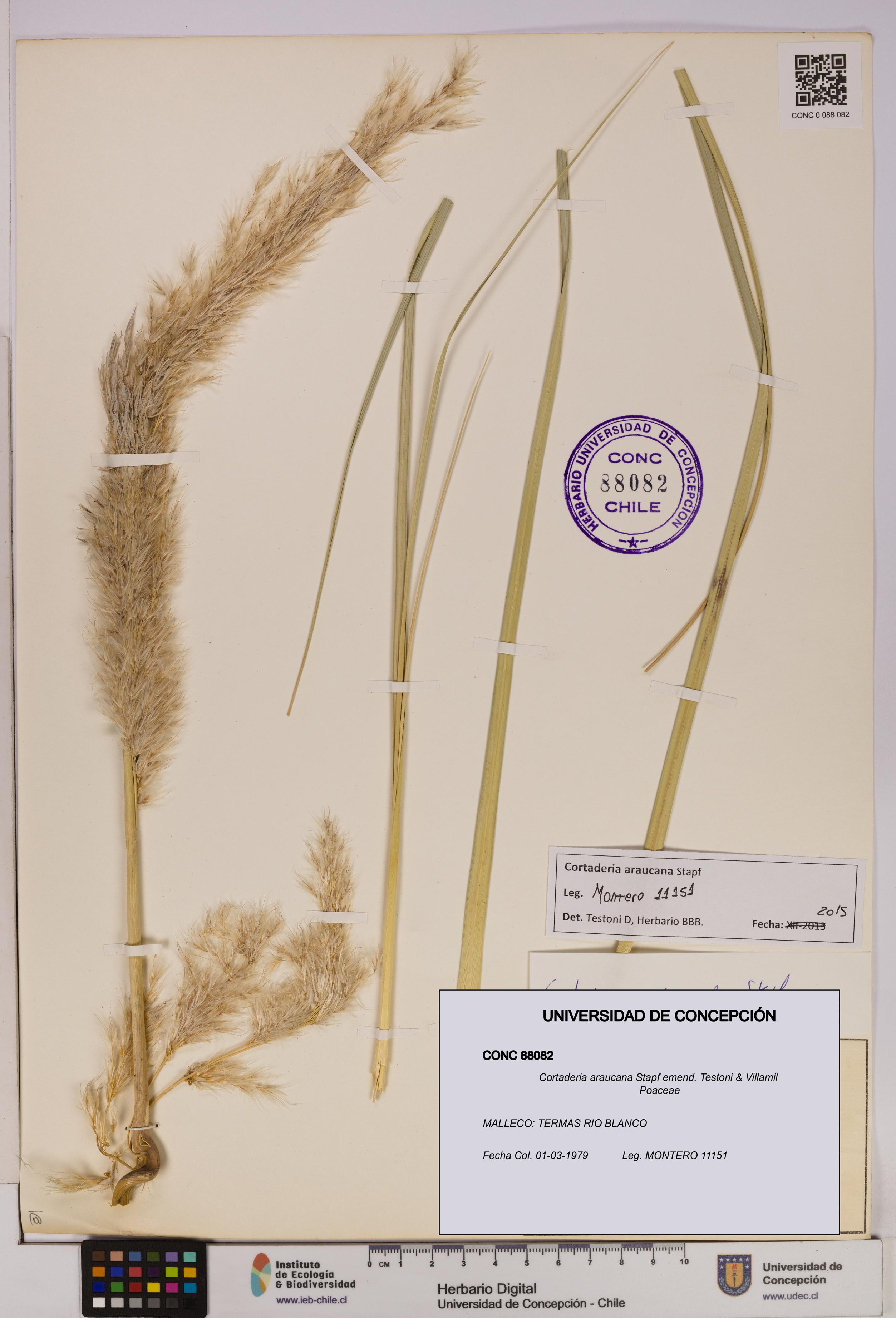 Cortaderia araucana [Espécimen: UDEC:CONC:0088082]