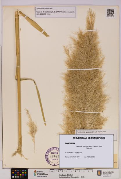 Cortaderia speciosa [Espécimen: UDEC:CONC:0088084]