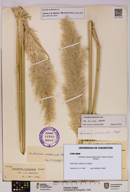Cortaderia araucana [Espécimen: UDEC:CONC:0088090]