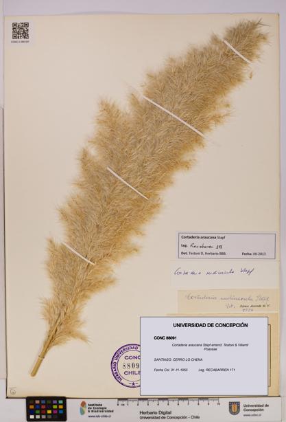 Cortaderia araucana [Espécimen: UDEC:CONC:0088091]