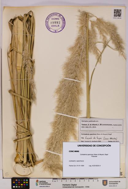 Cortaderia speciosa [Espécimen: UDEC:CONC:0088092]