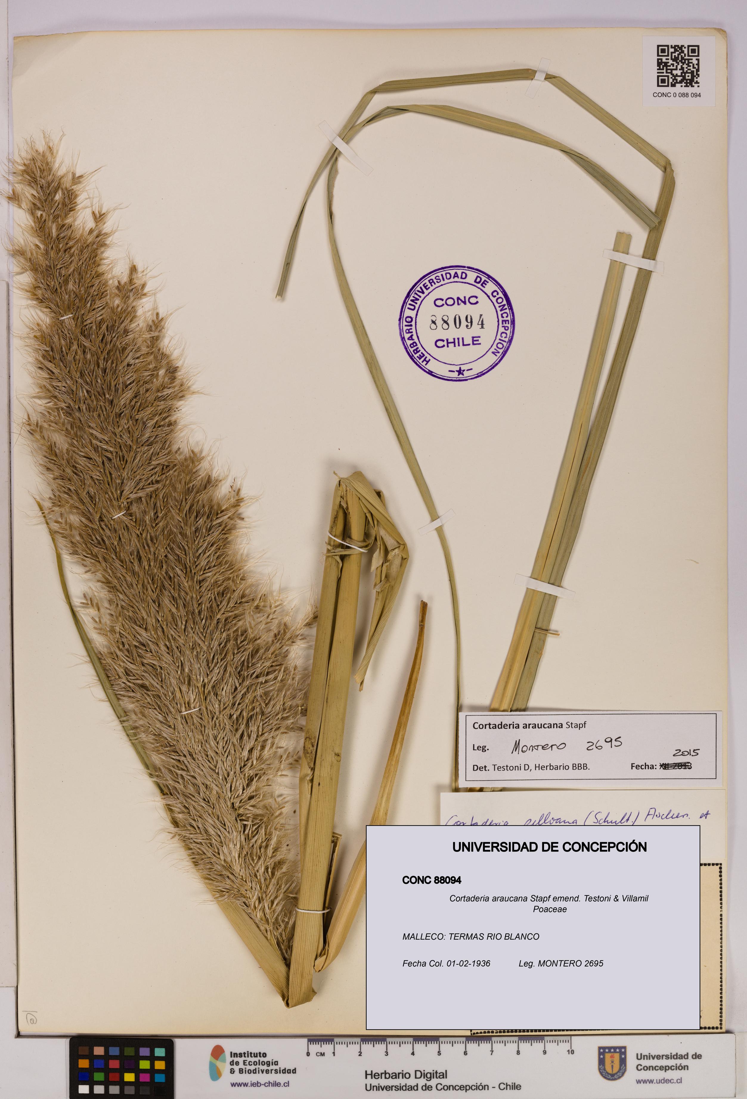 Cortaderia araucana [Espécimen: UDEC:CONC:0088094]