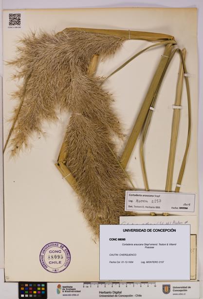 Cortaderia araucana [Espécimen: UDEC:CONC:0088095]