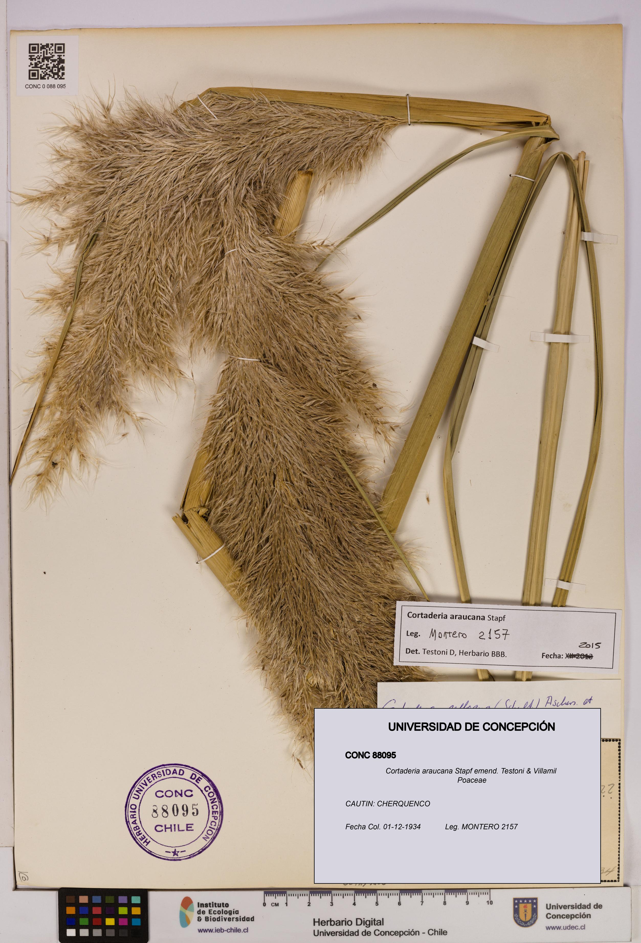 Cortaderia araucana [Espécimen: UDEC:CONC:0088095]