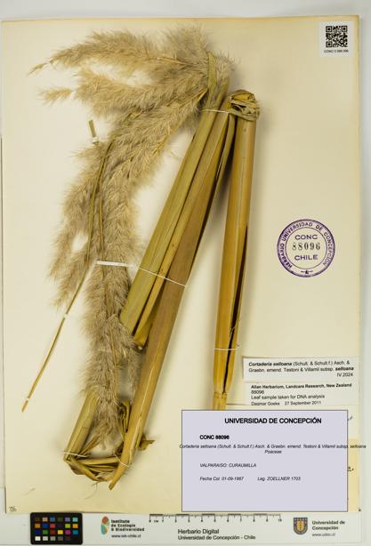 Cortaderia selloana [Espécimen: UDEC:CONC:0088096]