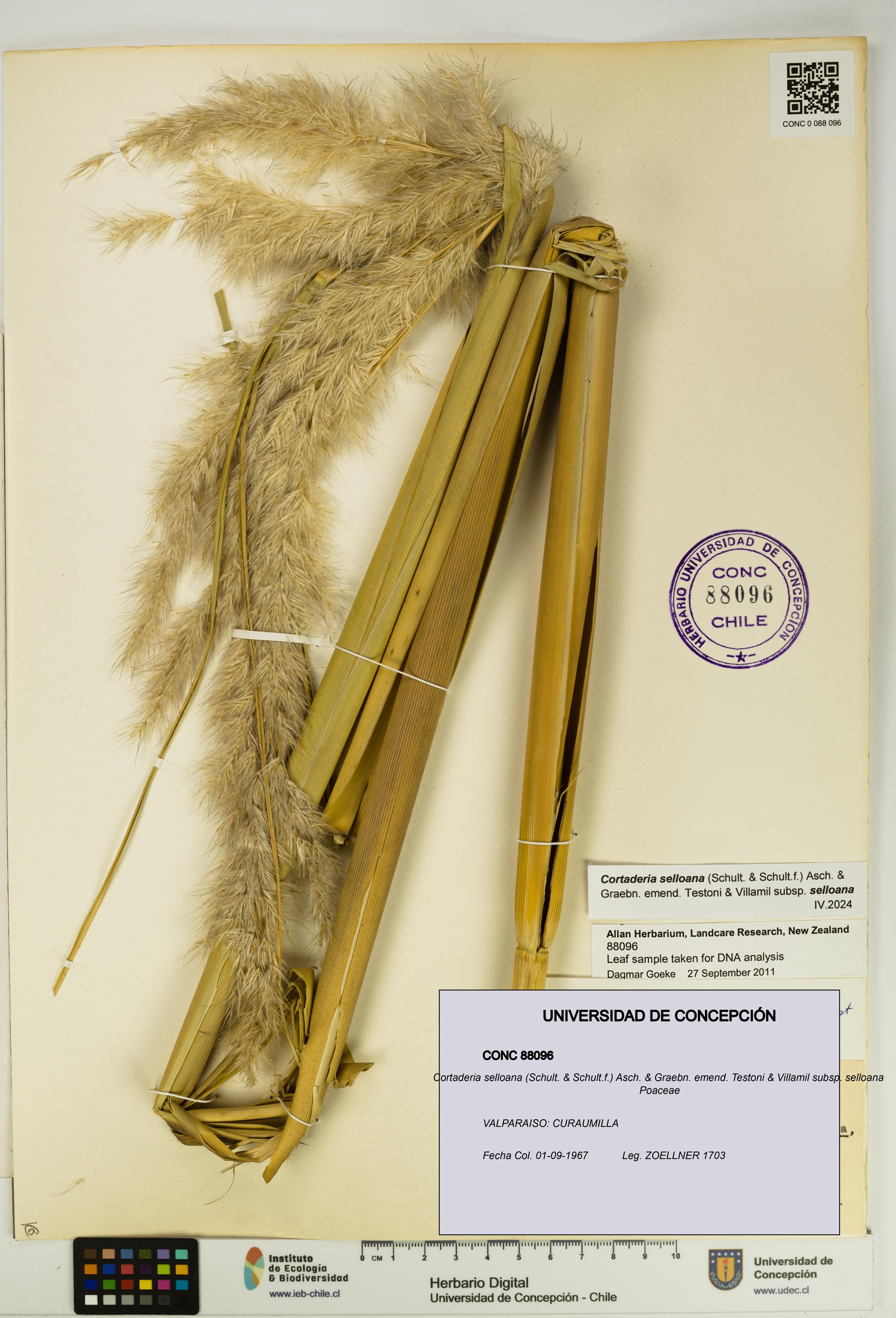 Cortaderia selloana [Espécimen: UDEC:CONC:0088096]
