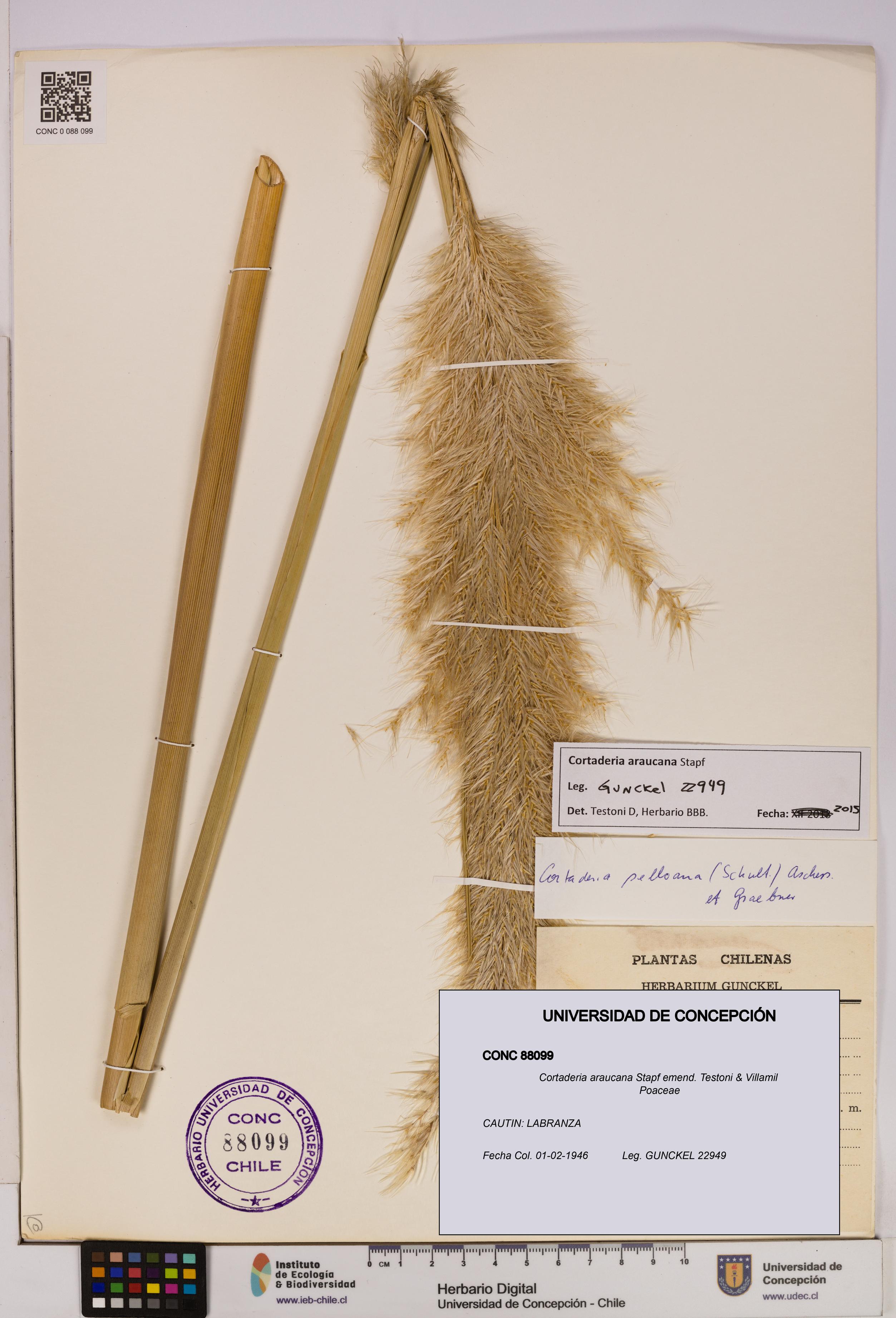 Cortaderia araucana [Espécimen: UDEC:CONC:0088099]